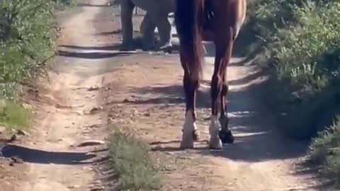 Aloof Horse Meets Shy Rhino