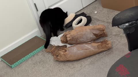 Cute Precious Piper Checks Out Slippers Left in the Office - My Adopted Shelter Cat Vlog