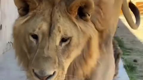 Sneaky Tiger and Lion 😳🐯🦁