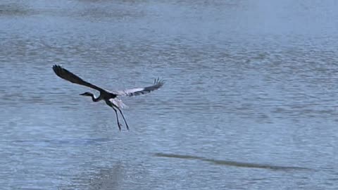 Blue Heron in flight! Get ready to rotate your phone! (sorry!)