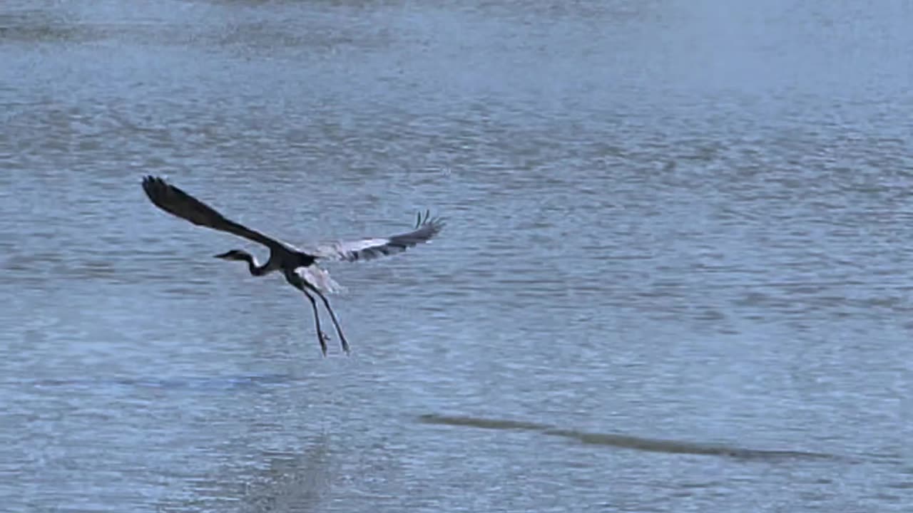 Blue Heron in flight! Get ready to rotate your phone! (sorry!)