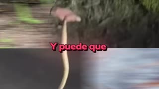 Error con serpiente le cuesta a joven 1,5 millones de dólares