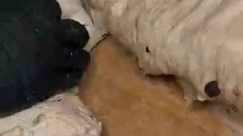 Best Market Bread in Busan?! Made by One of Korea’s 47 Certified Bakers! 🍞🔥 #shorts