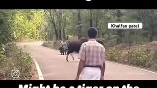Breaking: Tiger hunt🐅 #nature #wildlife #animals #tiger #roar #viral #forest #vi