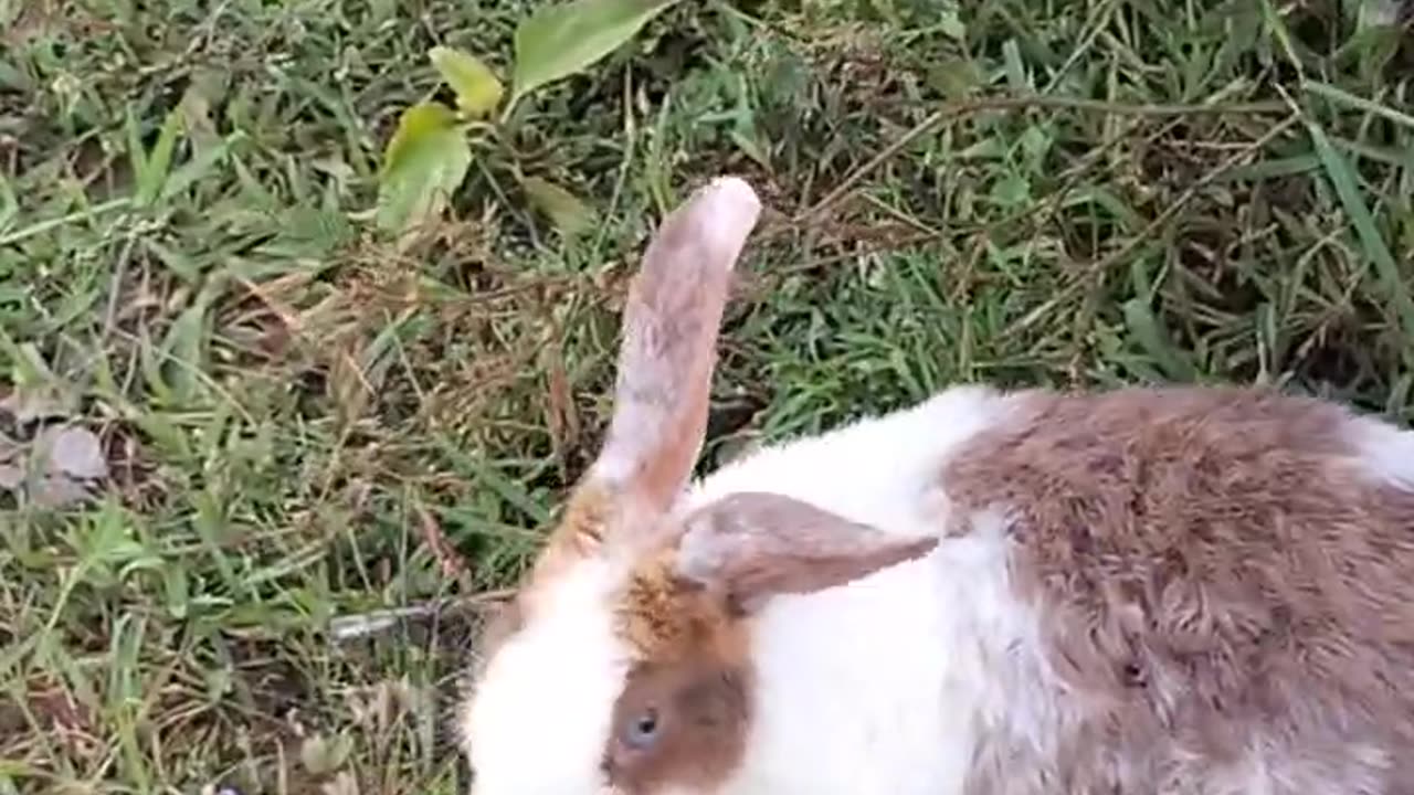 #Rabbit