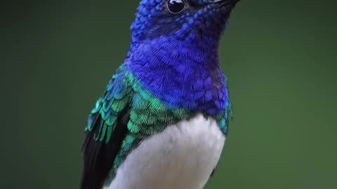 Hummingbird