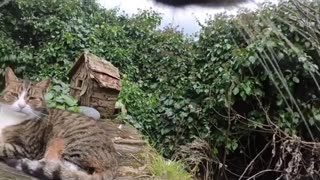 😂🐱 This Cat's Attempt To Not Be A Bully Is HILARIOUS! | FunFM