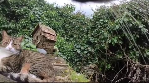 😂🐱 This Cat's Attempt To Not Be A Bully Is HILARIOUS! | FunFM