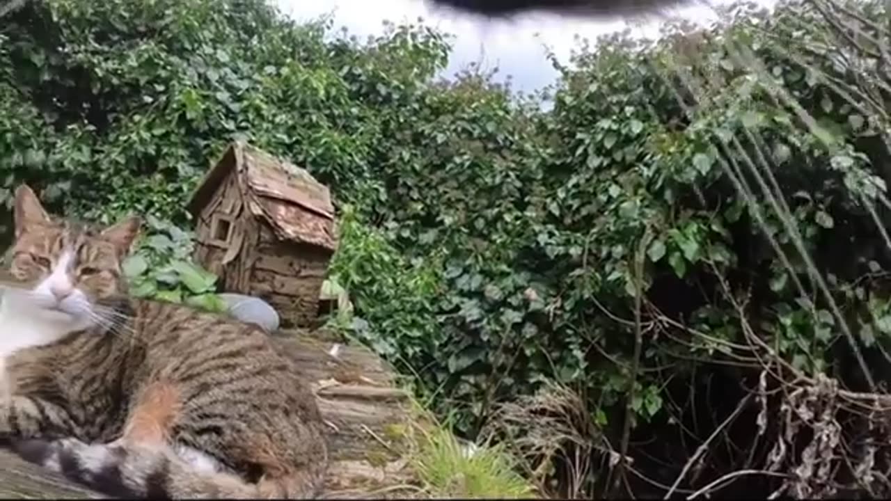 😂🐱 This Cat's Attempt To Not Be A Bully Is HILARIOUS! | FunFM