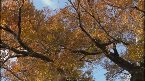 にっぽん巨樹の旅ミニ 「神様の木に会う 東根の大ケヤキ(山形・東根市)」（10分）