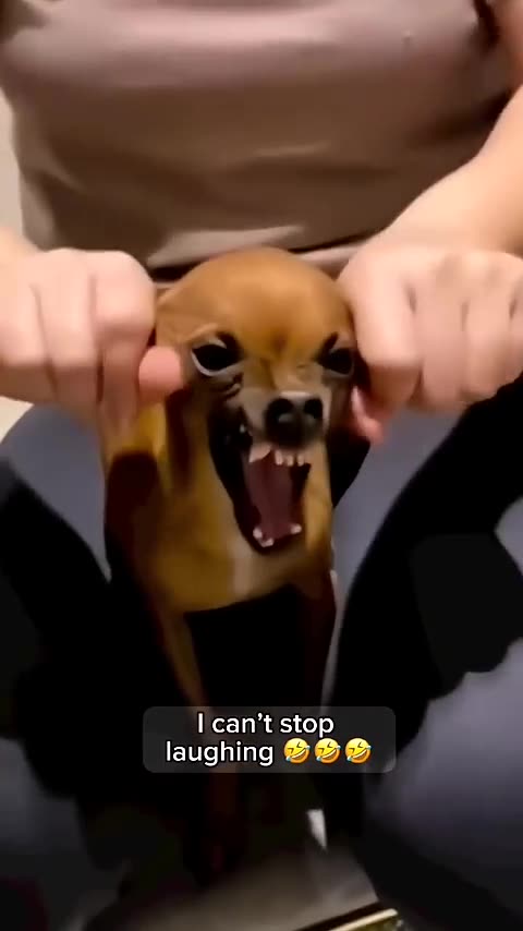 Enjoy a laugh with these funny animals! 🐾😂