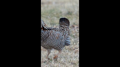beautiful birds