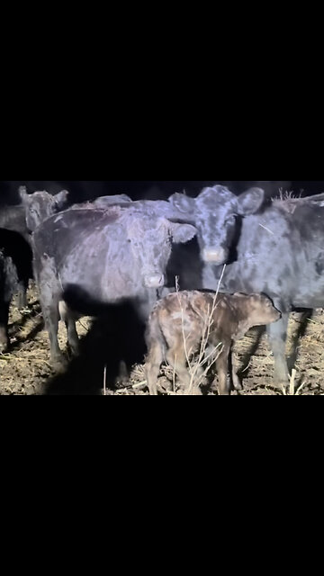 First calve of the season! #farmlife