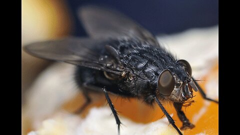 Dundas Island Blackfly