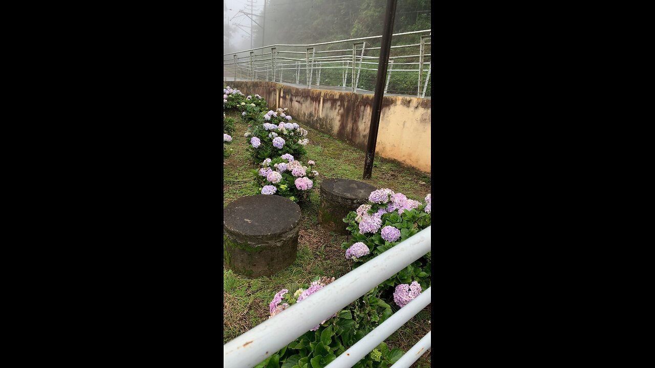 Flowers near Railroad in Brazil (and fog)