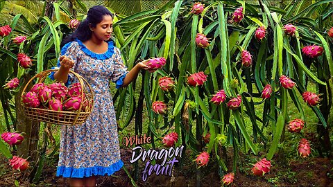 Juicy Dragon fruit harvest to a magnificent Dessert & Mocktail from it's outer peel | Traditional Me