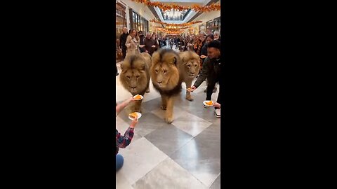 Joseph Martelli Niagara Falls, NY Joseph Martelli and people feeding lions
