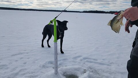 Tip-Down Crappie Wisconsin