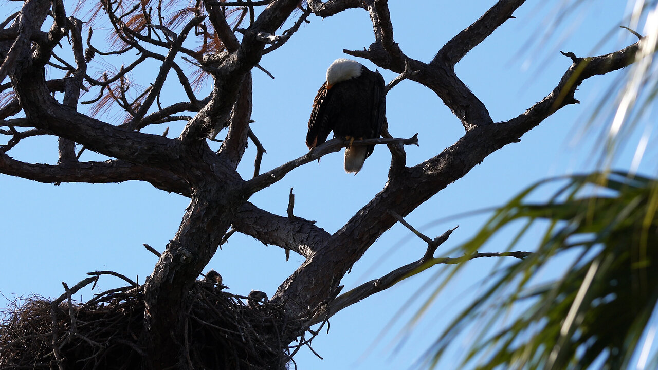 Eaglets Poke Their Heads up