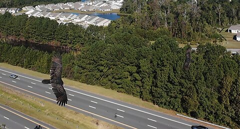 🦅 Here Comes The Sun - Beatles 🦅