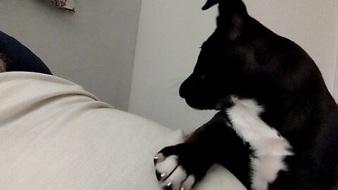 Her name is Dash