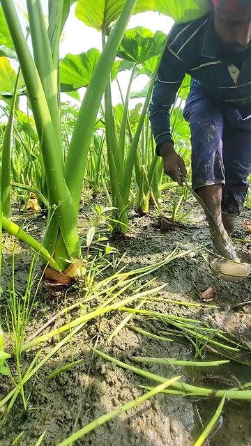 কচুর লতি চাষাবাদ