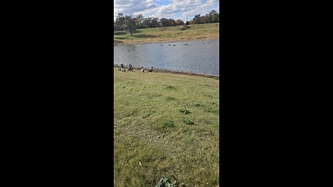 Lots and Lots of Geese this Year