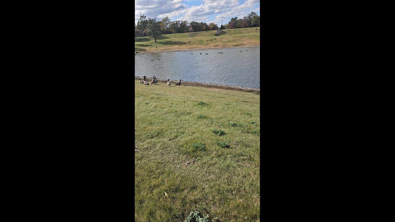 Lots and Lots of Geese this Year