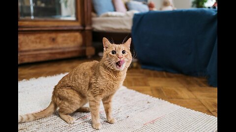 Hahahaha, what is this cat doing?