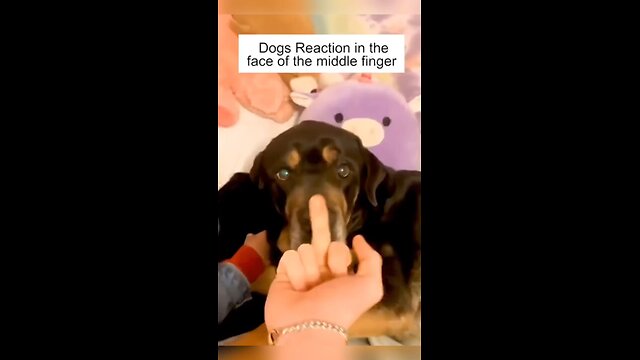 Dog React of middle finger 🙂