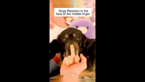 Dog React of middle finger 🙂