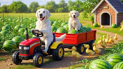 🌞 Too Hot! Mama Dog Harvests Watermelons & Makes Ice Cream for Her Puppy 🍉🍦🐶