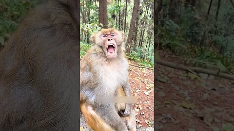 #AnimalShorts#AnimalVideo #elephant #munky