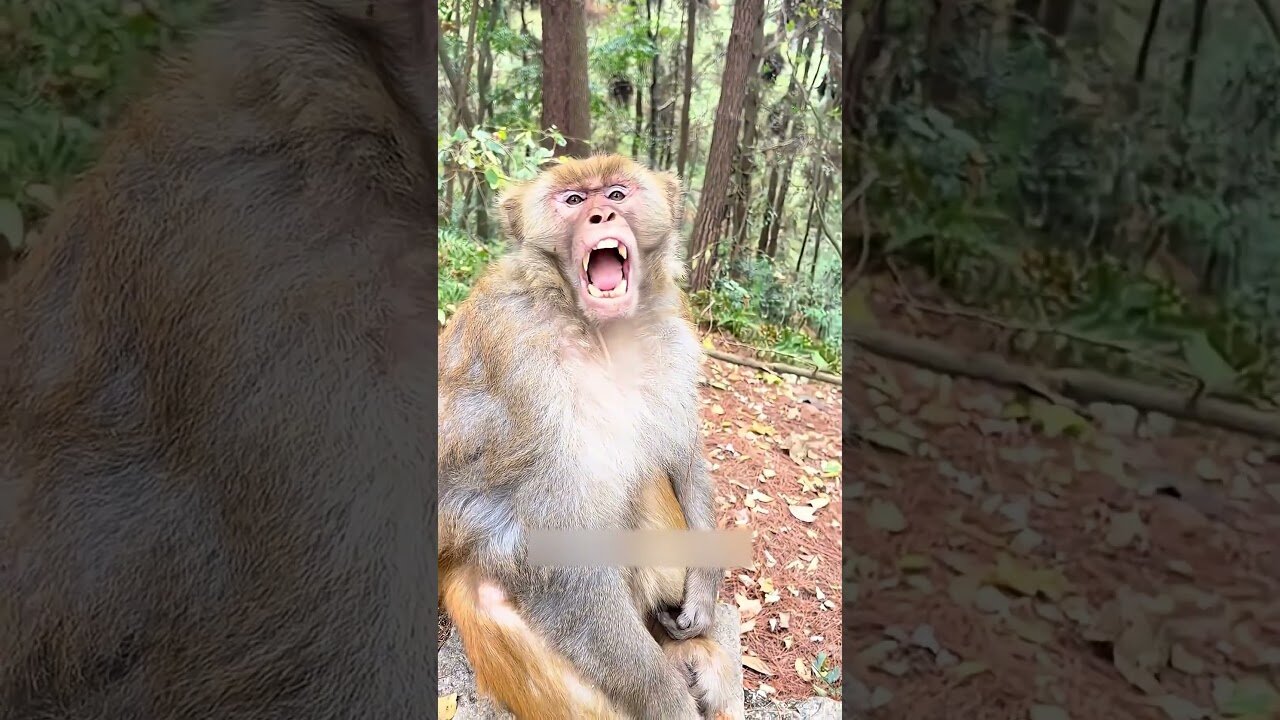 #AnimalShorts#AnimalVideo #elephant #munky