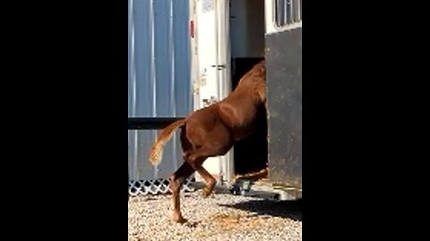 Sriracha the Mountain Pleasure Horse moves from KY to MI 28 Sept 2025