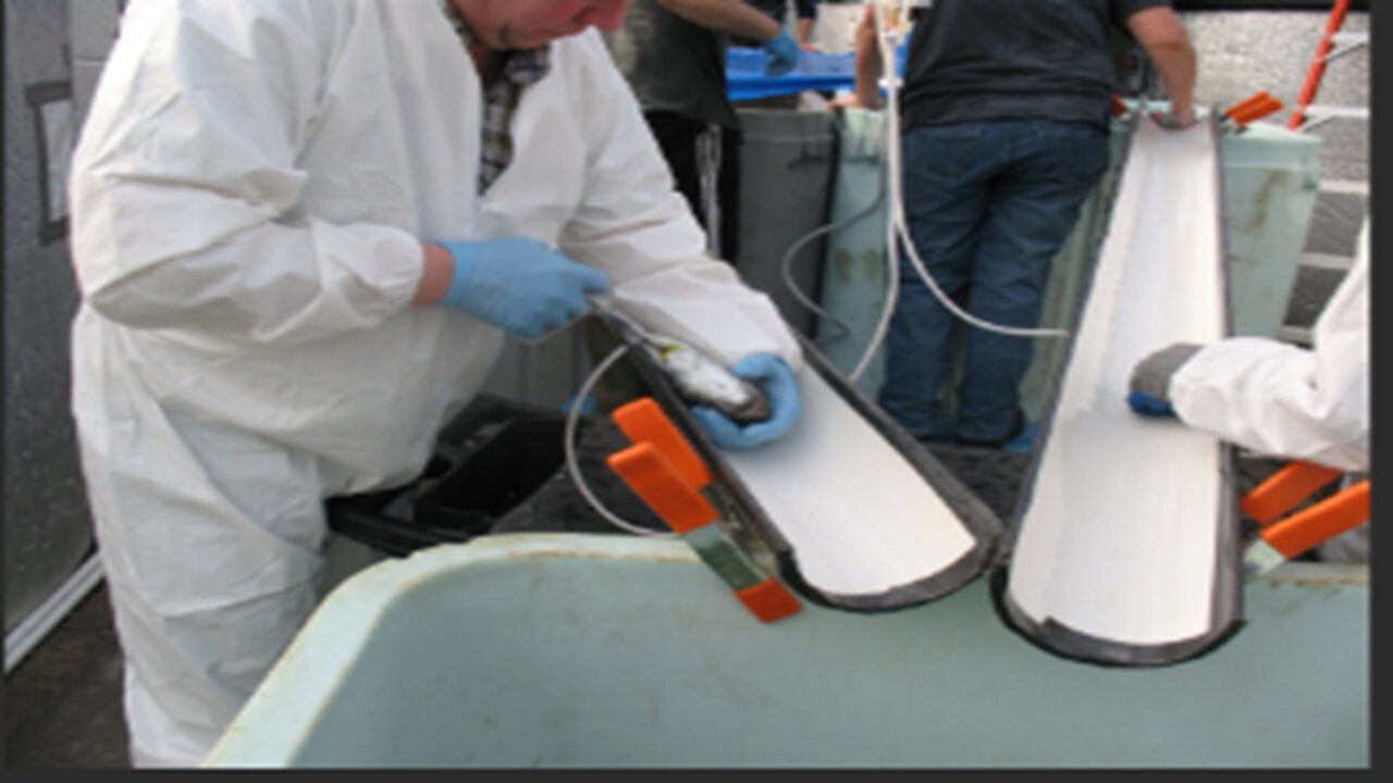 Why Are They Vaccinating Salmon !?! 😥😥👀