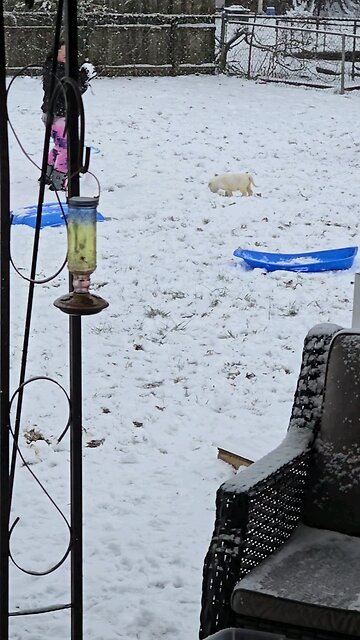 Dogs And Kids Playing In The Snow