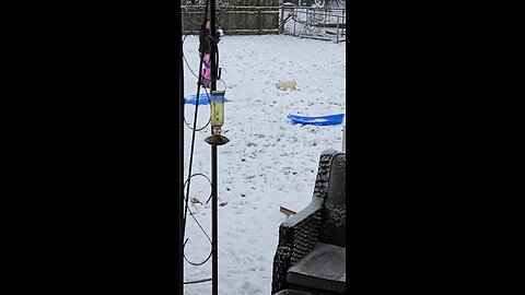 Dogs And Kids Playing In The Snow
