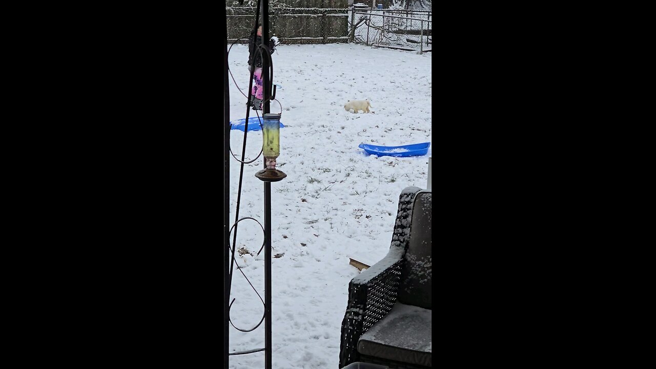 Dogs And Kids Playing In The Snow