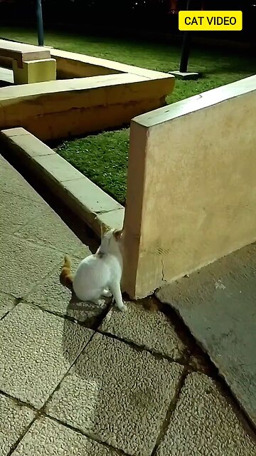 short cat video in saudia arbia