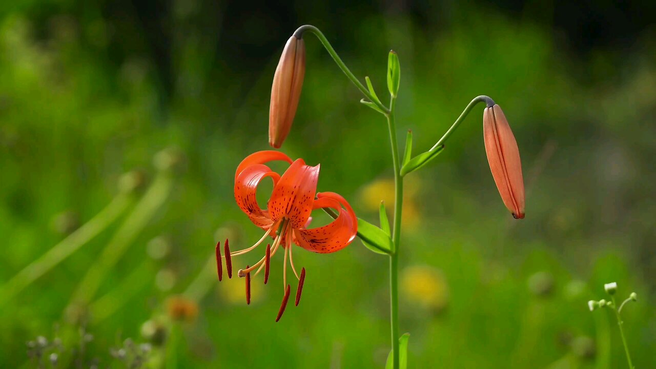 "A vibrant Tiger Lily in full bloom, its petals reaching out like a flame."