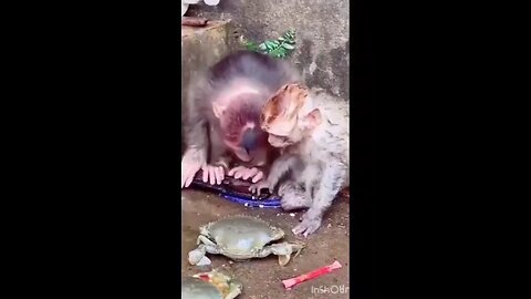 Funny # Cat # Dog video Monkey 🐒