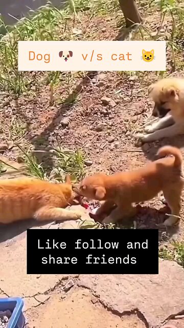 Dog vs Cat fight