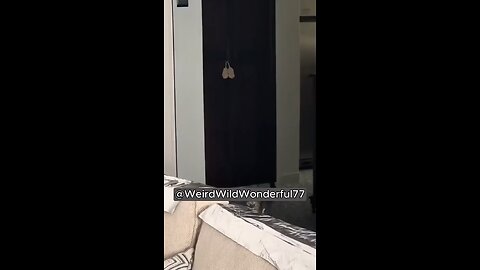 Funny Cats, Fanny Kittens, Cute Kittens