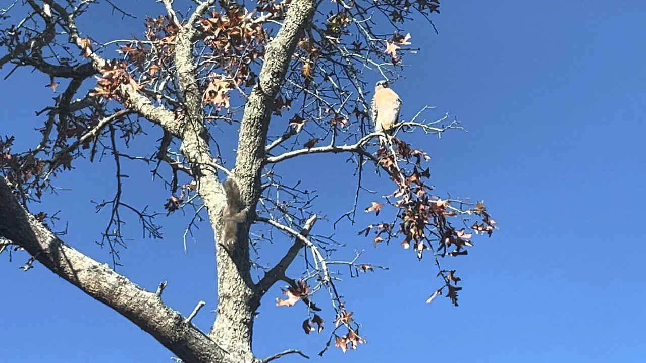 Blasian Babies Saw The Most Useless Hawk Ever. It Ignored The Delicious Squirrel On The Same Tree!