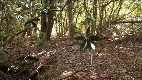 Branch Headwaters June 1, 2013
