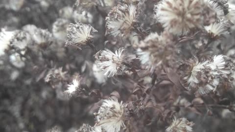 Chrysanthemum Seeds