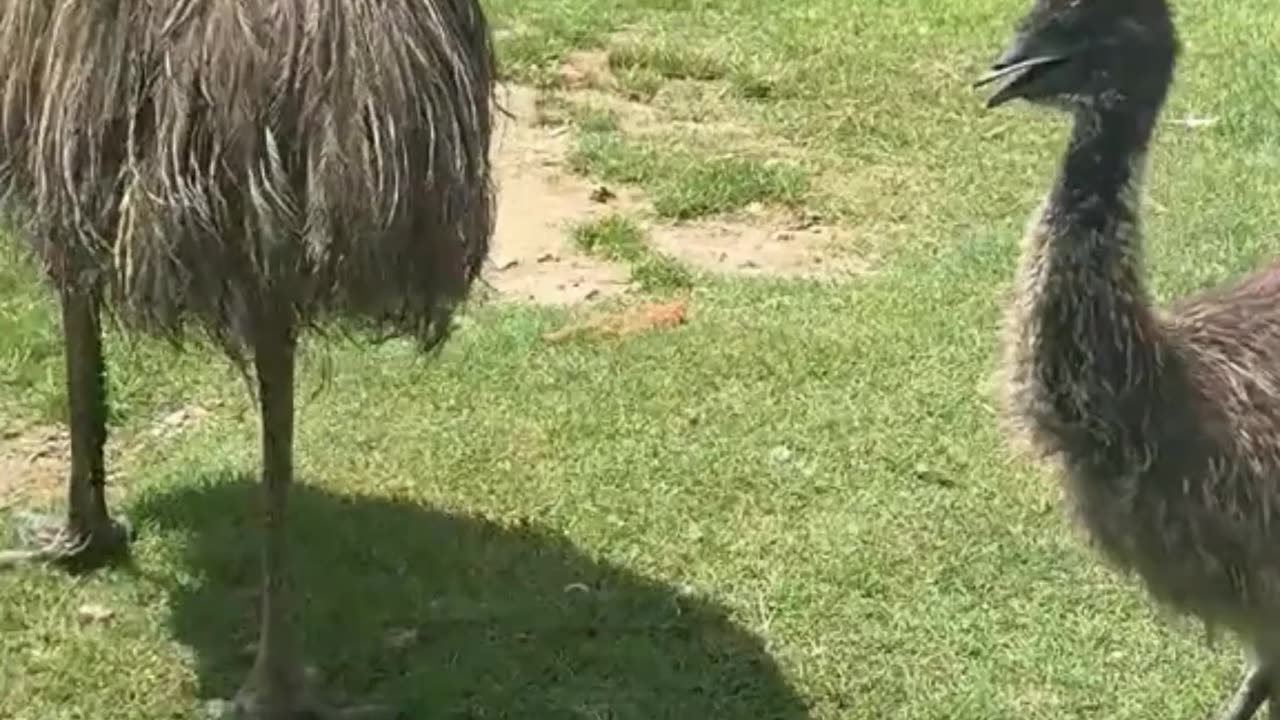 Emu bird