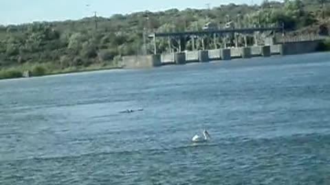 More of the low resolution pelican!