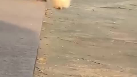 Funny cute Puppy falling down